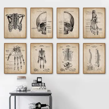 Anatomie Scheletul Piciorului Parte A Coloanei Vertebrale Craniu De Epocă Arta Panza Pictura Nordică Postere Si Printuri De Perete Imagini Medicii Decor De Birou