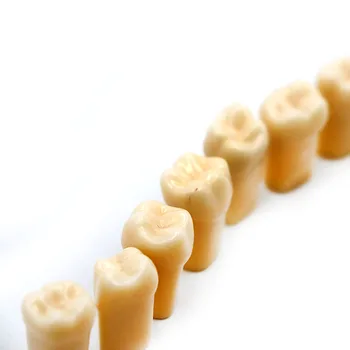 28pcs/pachet de Simulare Dentare Dinți Dinte Cereale Model de Predare Laborator Dentar Material Simulat Dinți Model pentru Examen de Dentist