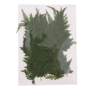 50x Verde Presat Real Uscate Frunze de Feriga DIY Florale Arta Ambarcațiunile de Carduri de a Face