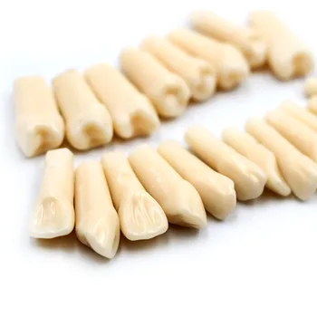 28pcs/pachet de Simulare Dentare Dinți Dinte Cereale Model de Predare Laborator Dentar Material Simulat Dinți Model pentru Examen de Dentist