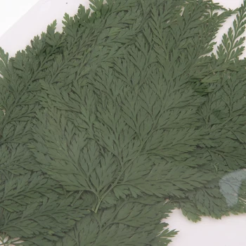 50x Verde Presat Real Uscate Frunze de Feriga DIY Florale Arta Ambarcațiunile de Carduri de a Face